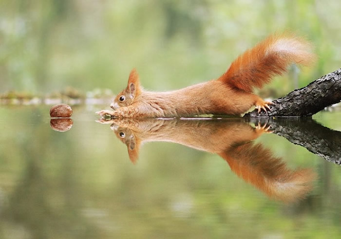 Squirrel aiming for food