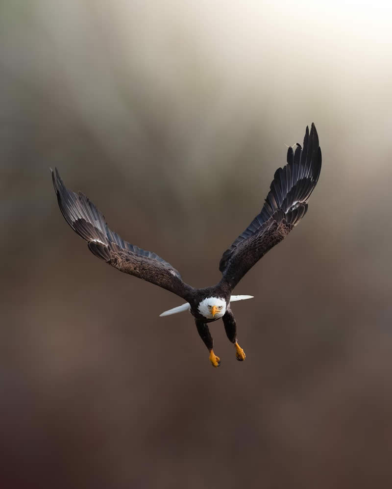 Soaring eagle