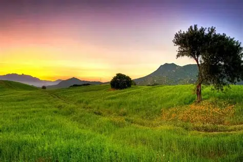Lush forest greenery