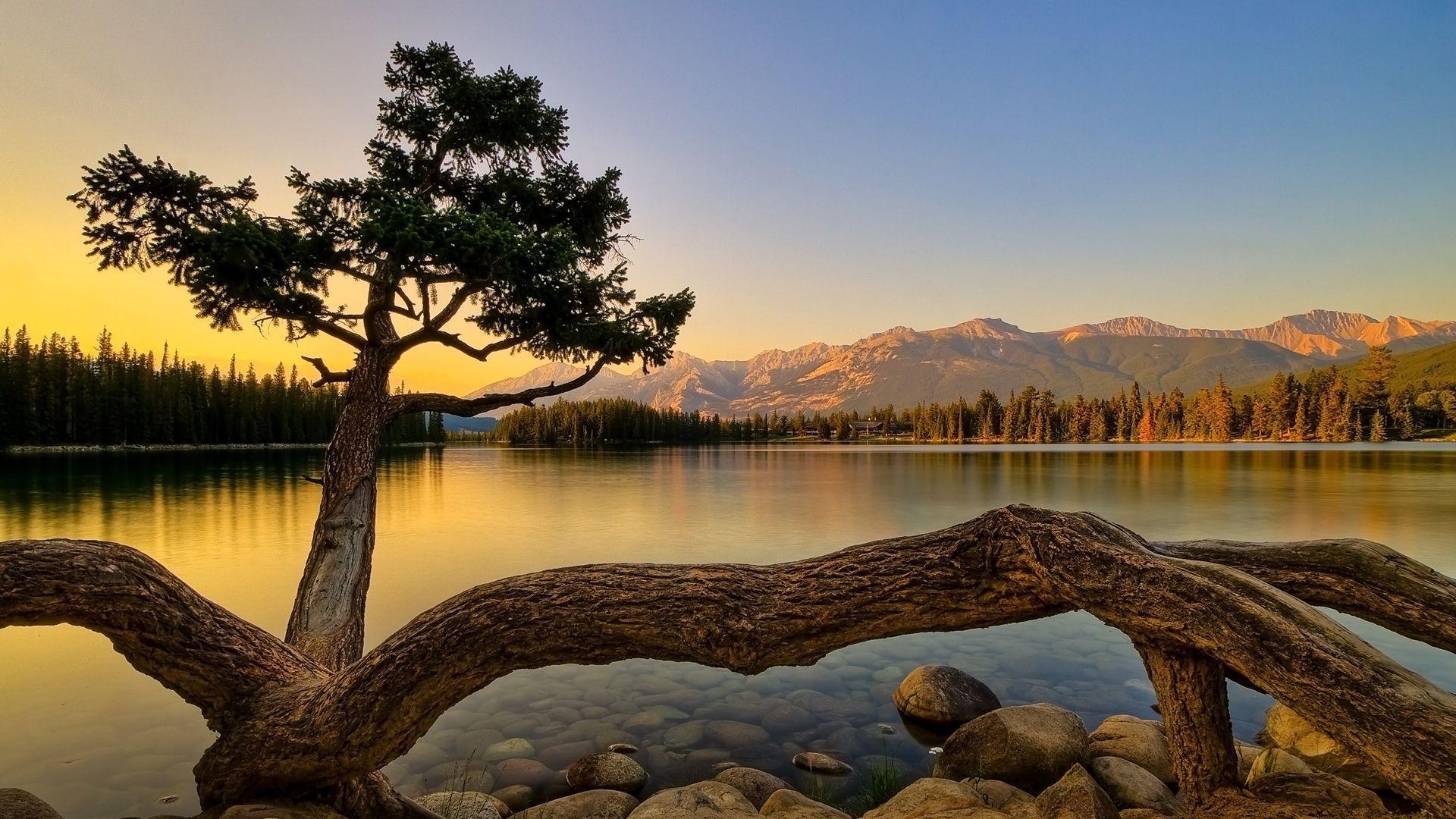 Tree over riverbank